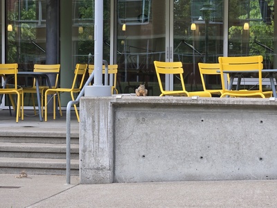 Squirrel outside LLC North, University of Oregon (OPLSS 2026, Eugene, OR)